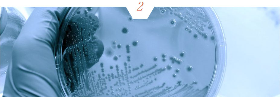 6種複合免疫療法「CSC」 イメージ1